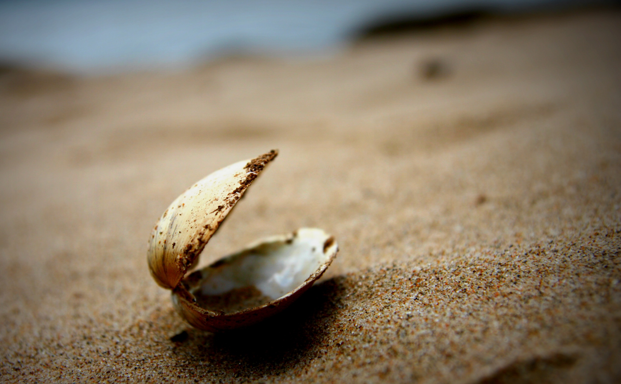 an-empty-clam-shell-shutterbug